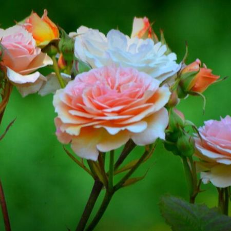 Au Mesnil Le Bas Bray Bed and Breakfast Bures-en-Bray Εξωτερικό φωτογραφία