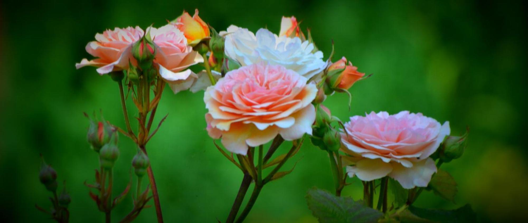 Au Mesnil Le Bas Bray Bed and Breakfast Bures-en-Bray Εξωτερικό φωτογραφία